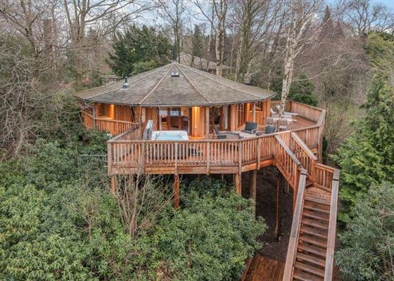 Birch Wood Tree house at Henlle Hall Woodland Lodges, Oswestry