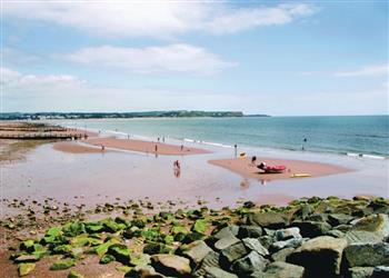 Dawlish Gold Plus 2 (New)