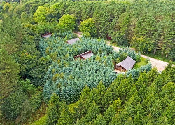 Silver Birch 2 Secluded View Pet in 