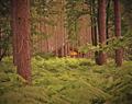 Sherwood Forest Lodges in Mansfield - Sherwood Forest, Nr Edwinstowe