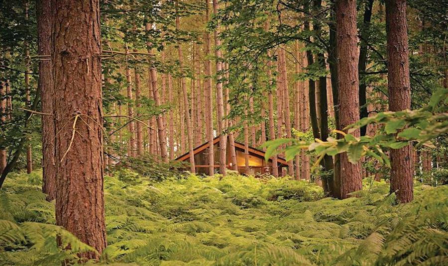 Sherwood Forest Lodges