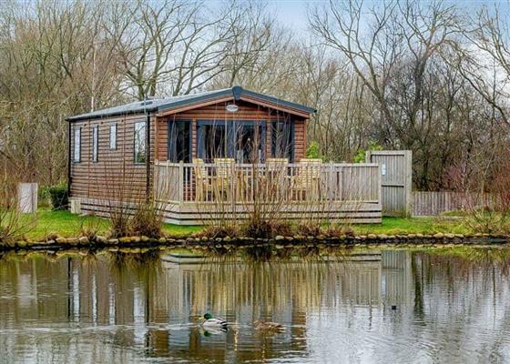 Spruce Waterside (Pet)